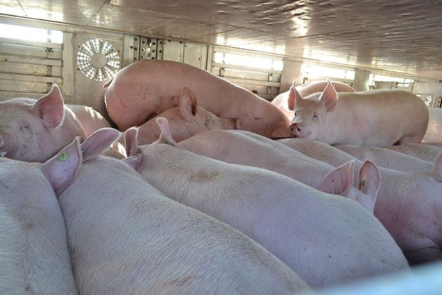 Einen mit 5500 Kilo überladenen Schweinetransporter hat die Autobahnpolizei am Montag auf der A 9 bei Hermsdorf aus dem Verkehr gezogen.