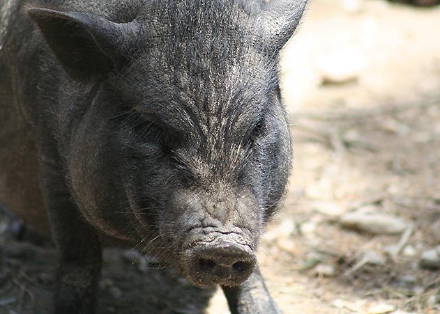 Ein Wildschwein musste nach einem Unfall auf der B 7 am Sonntagabend von Polizeibeamten getötet werden.