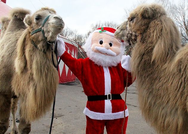 Tierische und akrobatische Weihnachtsstimmung auf dem Festplatz am Gries.