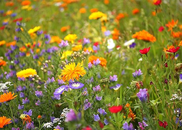 Blick in die Blumenwiese.