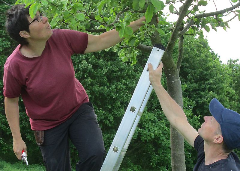 Die erfahrene Landschaftsgärtnerin Marion Kupper gibt ihr Wissen beim Obstbaumschnittkurs am 6. April auf der Trüperwiese weiter.