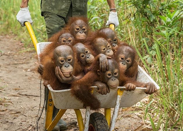 Der US-Amerikaner Tim Laman erhält für sein Foto den 1. Preis Natur, für National Geographic. Junge Orang-Utans aus dem Schutzgebiet in Ketapang (Indonesien) werden zu einem „Tagesausflug in der Wildnis“ gebracht..