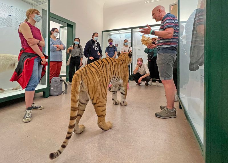 Extra für die "Lange Nacht der Museen" hat Präparator Matthias Krüger im Phyletischem Museum den Tiger aus der Vitrine gelassen.