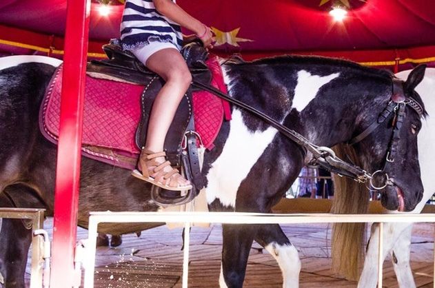 Heftig umstritten: Ponykarussels auf Jahrmärkten.