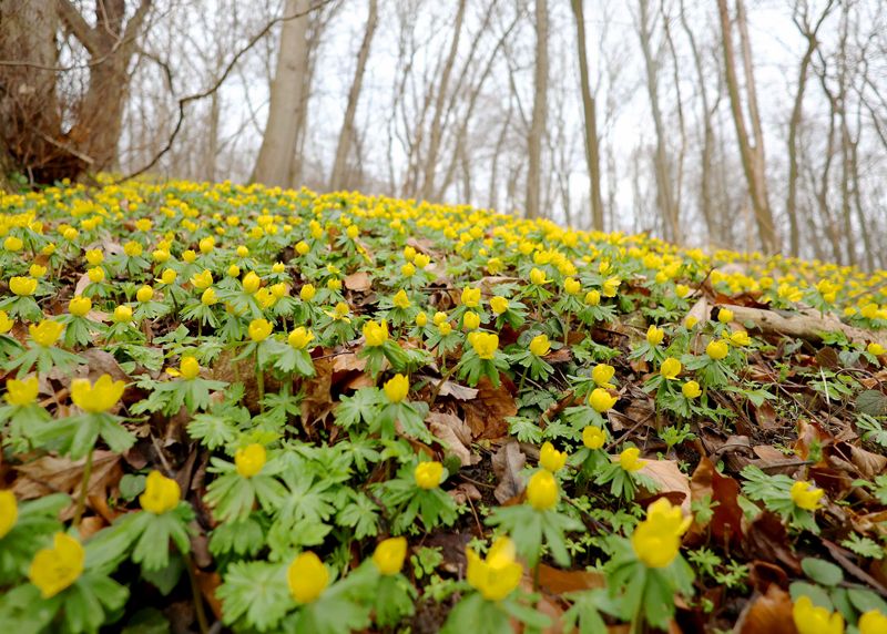 Gelbe Pracht ausgerollt: Die frühblühenden Winterlinge im Jenaer Rautal sorgen wieder für ein beliebtes Naturschauspiel.