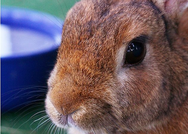 In Kunitz wurden zwei Zwergkaninchen aus einem Garten entwendet.