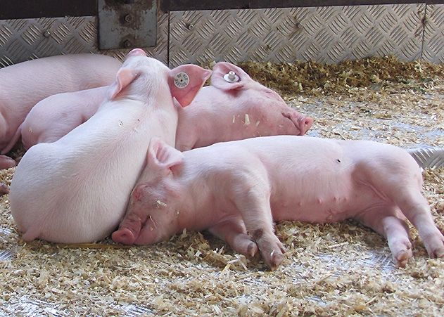 Rund 250 Ferkel mussten ohne Wasser in einem stark aufgeheizten Viehtransporter ausharren.