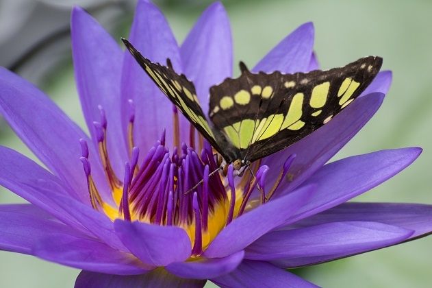 Im Victoriahaus des Botanischen Gartens sind bis zum Herbst nun ständig andere Schmetterlingsarten zu sehen.