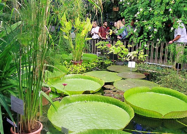 Der Botanische Garten in Jena beherbergt seit 1794 mehrere tausend Pflanzenarten.