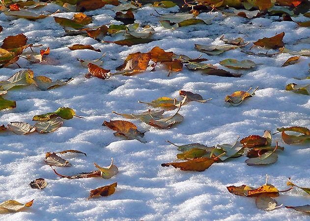 Vor einigen Tagen war unser Wald noch gelb-braun leuchtend und plötzlich ist er schneebedeckt.