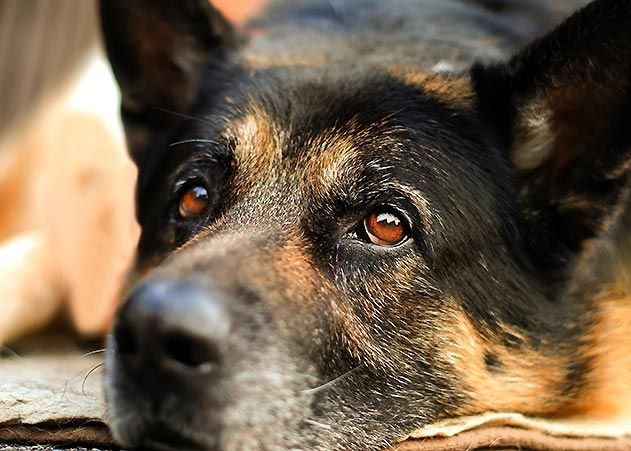 Ein Hund bellt seit Tagen in Jena-Lobeda, Halterin taucht nicht auf: Feuerwehr öffnet Tür.