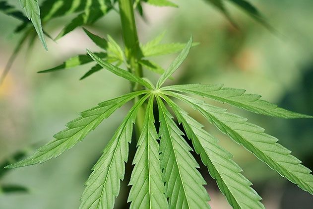 Die Polizei Jena hat in einem Kleingarten im Südviertel mehrere Cannabis-Pflanzen entdeckt.