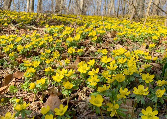 Die Winterlinge präsentieren sich in ihrer vollen gelben Pracht.