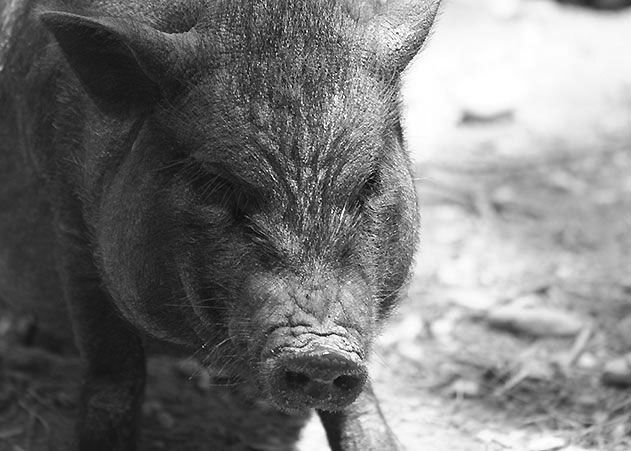 Einem Pkw-Fahrer ist auf der Stadtrodaer Straße in Jena ein Wildschwein zum Verhängnis geworden.