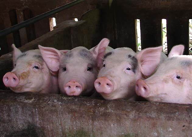 Diskussion zum Thema Tierwohllabel am Dienstag in Jena.