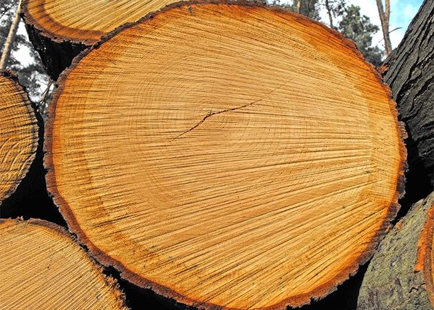 Wegen Trockenheit und Verkehrssicherheit mussten im Jahr 2019 etwa 1200 Bäume in Jena abgeholzt werden.