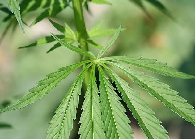 Cannabis-Pflanze und mehrere Cliptütchen mit Cannabis bei Wohnungsdurchsuchung entdeckt.