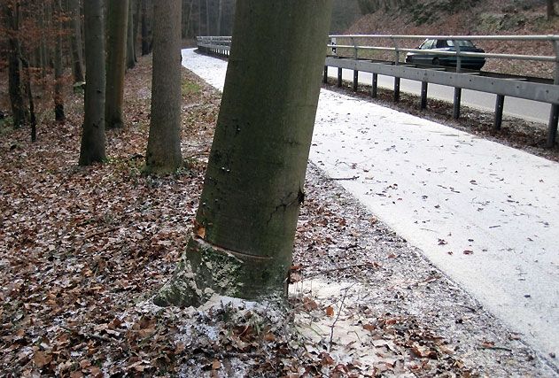 Der angesägte Baum direkt an der B7 bei Jena.