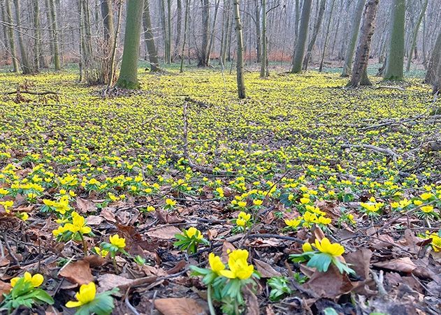 Er ist wieder erblüht, der Winterling. Im Jenaer Rautal kann er derzeit wieder bewundert werden.