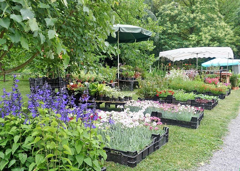 Der Botanische Garten Jena lädt erneut zur Pflanzen-Raritätenbörse ein.