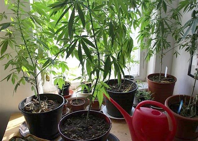19 Cannabis-Pflanzen, einige davon bis zu zwei Meter hoch, wurden bei der Durchsuchung der verdächtigen Wohnung entdeckt.