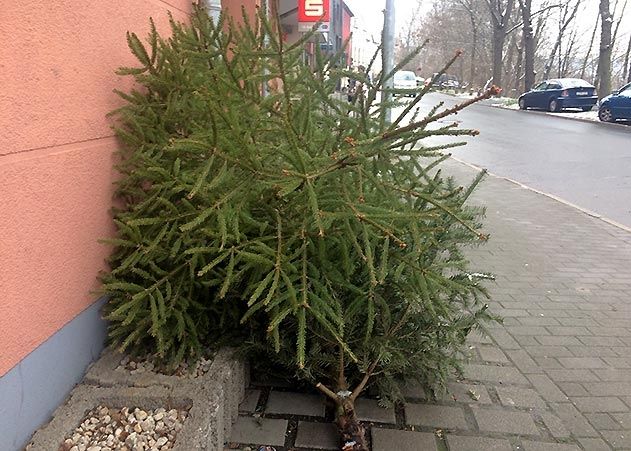 Der Kommunalservice Jena entsorgt auch in diesem Jahr kostenlos Weihnachtsbäume.