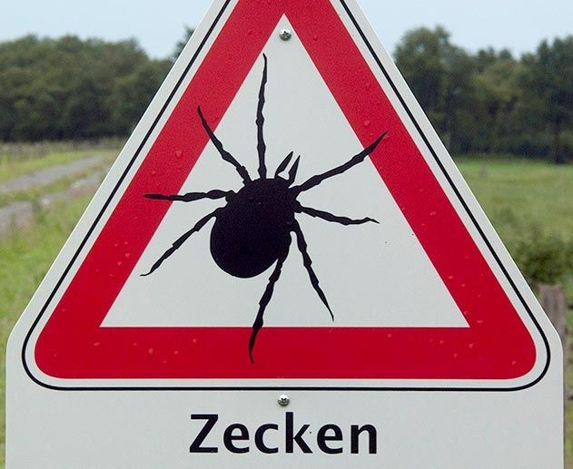 Sommerzeit ist Zeckenzeit. Die lästigen Blutsauger lauern in Feld, Wald und Wiese und machen Mensch und Tier das Leben schwer.