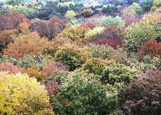 Wo der Herbst einen ganzen Wald anmalt: Wer in diesen Tag den Nationalpark Hainich besucht, kann vom Baumkronenpfad aus diese Aussicht genießen.