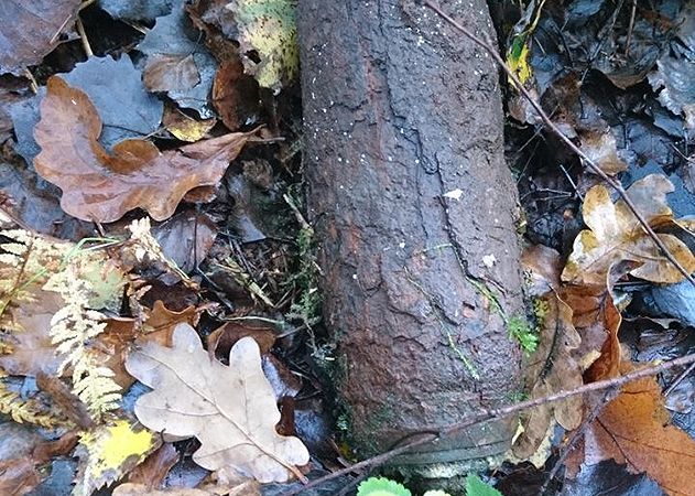 Ein Pilzsammler findet im Saale-Holzland-Kreis diese Granate aus dem Ersten Weltkrieg.