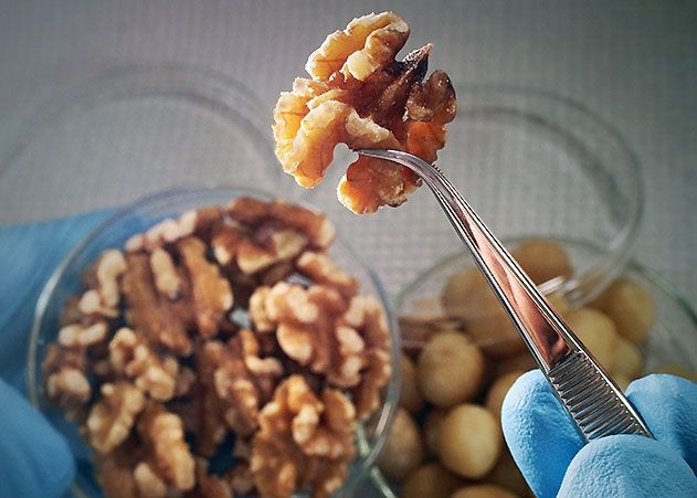 Täglich eine Portion Nüsse: Jenaer Ernährungswissenschaftler wollen untersuchen, ob sich mit einer nährstoffoptimierten Diät der Cholesterinspiegel im Blut senken lässt.