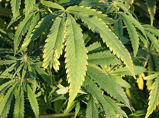 Die Polizei stellte 124 Cannabispflanzen in einer Jenaer Wohnung sicher.