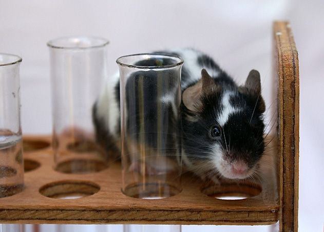 Wissenschaftler der Uni Jena geben Antworten auf die Fragen, warum und wie Versuche mit Tieren durchgeführt werden.