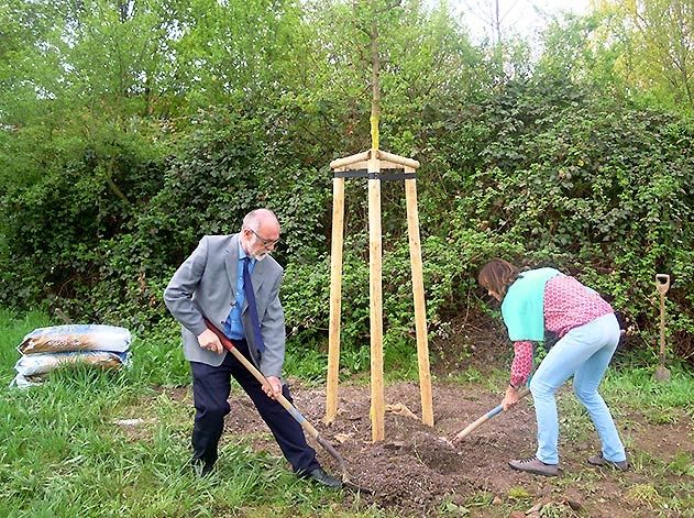 Bürgermeister Frank Schenker pflanzte am Montagmittag den Baum des Jahres.