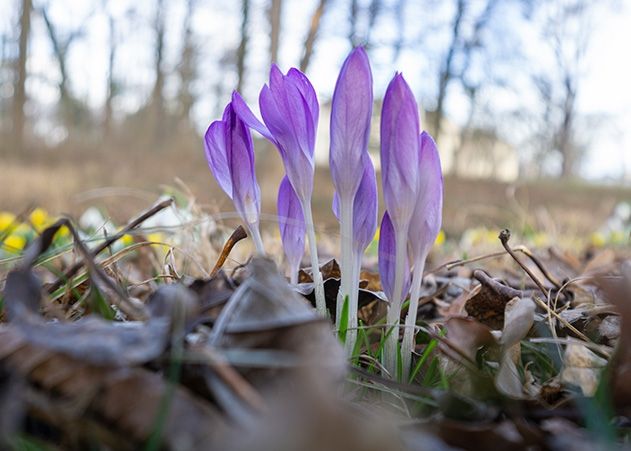 Etwa 50 Krokusse hatte der Mann auf einer Wiese in Jena-Winzerla ausgegraben.