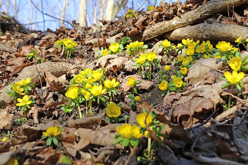 In diesen Tagen wirklich einen Ausflug wert: die Winterlinge im Jenaer Rautal.