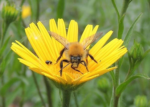 Nach einem Bienenstich sollte dieser sofort gekühlt werden, rät Prof. Dr. Dr. Claus Kroegel, Allergie-Experte am UKJ.