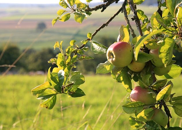 Der Stadtrat beschloss gestern mehrheitlich, öffentliche Grünflächen in Jena vermehrt mit Obstbäumen und -sträuchern zu bepflanzen.