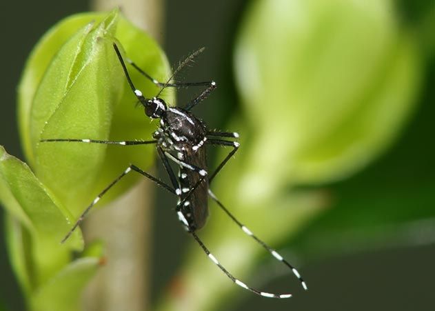 Nach 2016 wurde aktuell erneut in Jena die Asiatische Tigermücke festgestellt. Die Stadt informierte über Schutzmaßnahmen.