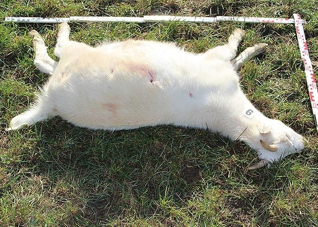 Auf einer Weide in Jena-Cospeda wurden letzte Nacht zwei Schafe und sieben Ziegen getötet.