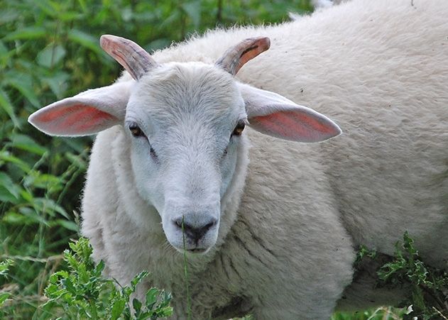 Wem ist der Schafbock weggelaufen? (Symbolfoto)