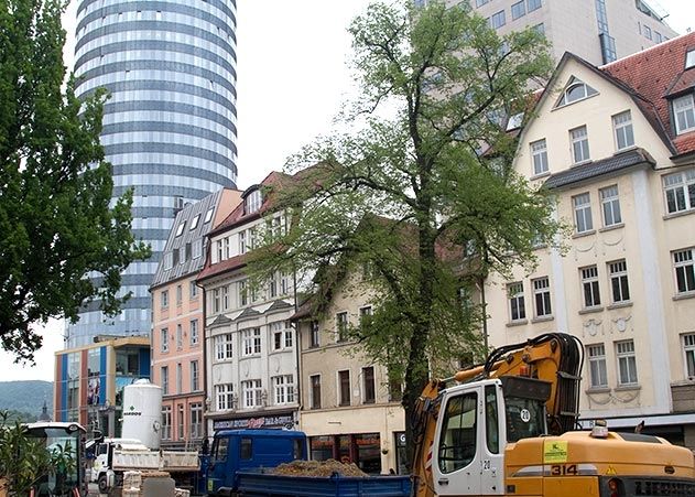 Die Linde im Bereich der Stützwand auf dem Johannisplatz wird am 30. Juni gefällt, entschied die Stadtverwaltung Jena.