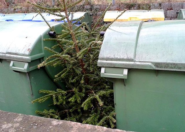 Weihnachtsbäume werden vor der Haustür abgeholt.
