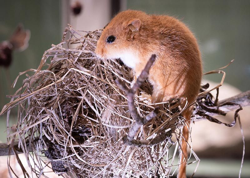 Eine Haselmaus (Muscardinus avellanarius) mit ihrem Nest.