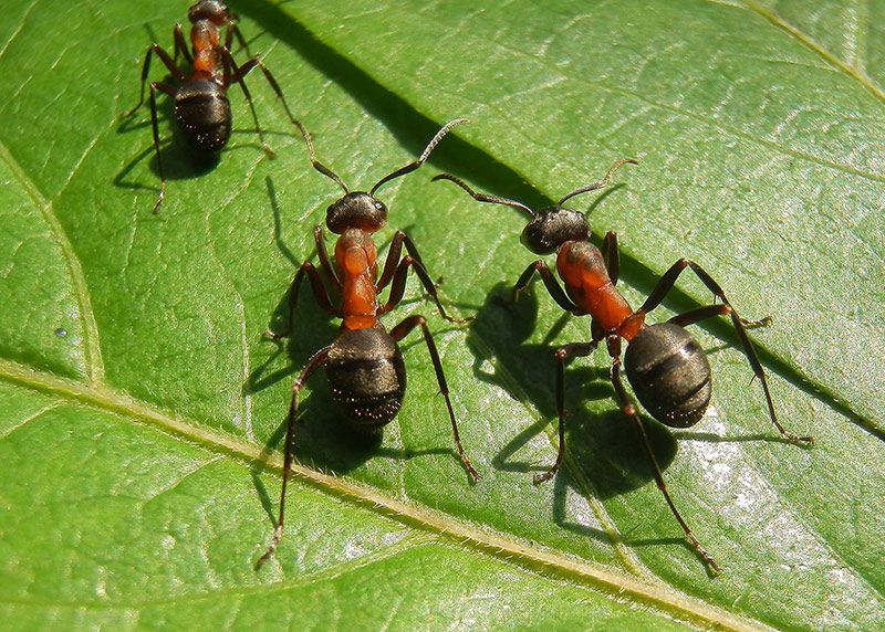 Waldameisen sind nützliche Helfer im Wald, da sie das ökologische Gleichgewicht stabilisieren.