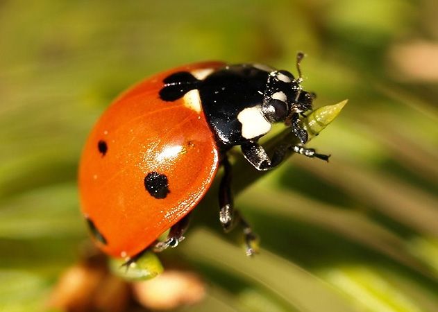 Zu den Kandidaten für die Wahl „Gartentier des Jahres 2018“ steht auch der Siebenpunkt Marienkäfer.