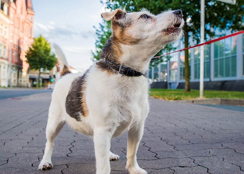 Derzeit erscheint es sinnvoll, Hunde an der Leine zu führen: In Jena wurden vergiftete Köder gefunden.