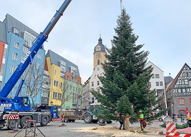 Der diesjährige Weihnachtsbaum kommt aus Gera und ist stolze 20 Meter hoch.