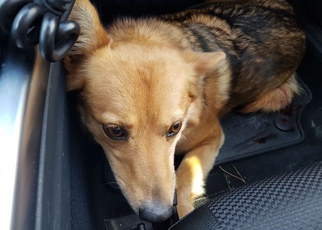 Die verletzte Hündin im Streifenwagen der Autobahnpolizei.