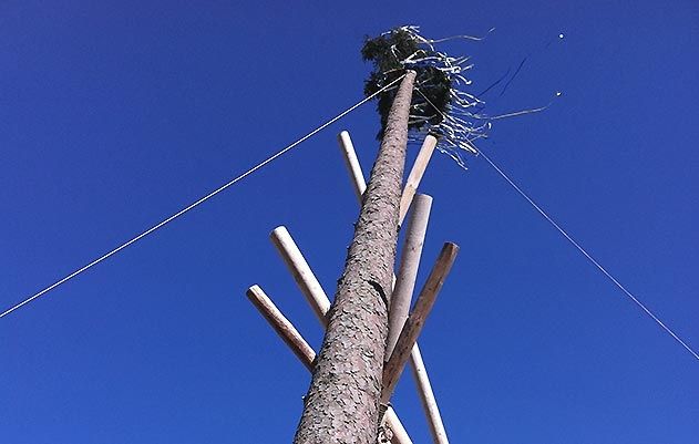 Gelebte Tradition: Die Drackendorfer setzen am kommenden Sonntagnachmittag ihren  Maibaum.