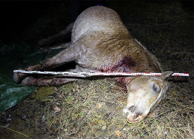 Ein Wallach ist Anfang dieses Jahres auf einer Koppel bei Jena brutal getötet worden.